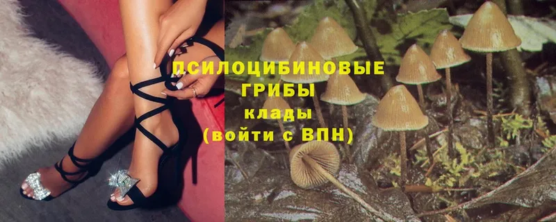 цена наркотик  Ардатов  Псилоцибиновые грибы MAGIC MUSHROOMS 